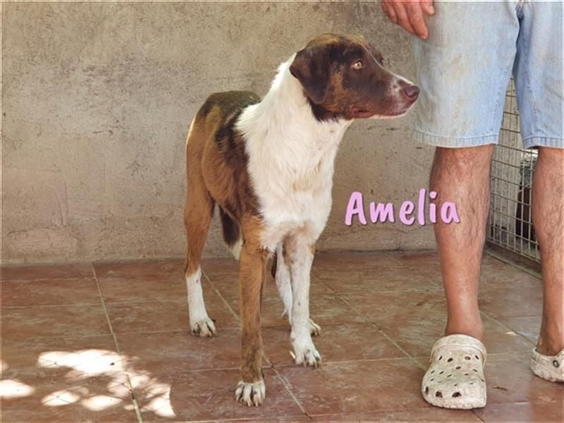 Amelia 08/2018 (ESP) - bezaubernde, ausgeglichene und soziale Hütehund-Mix Hündin!