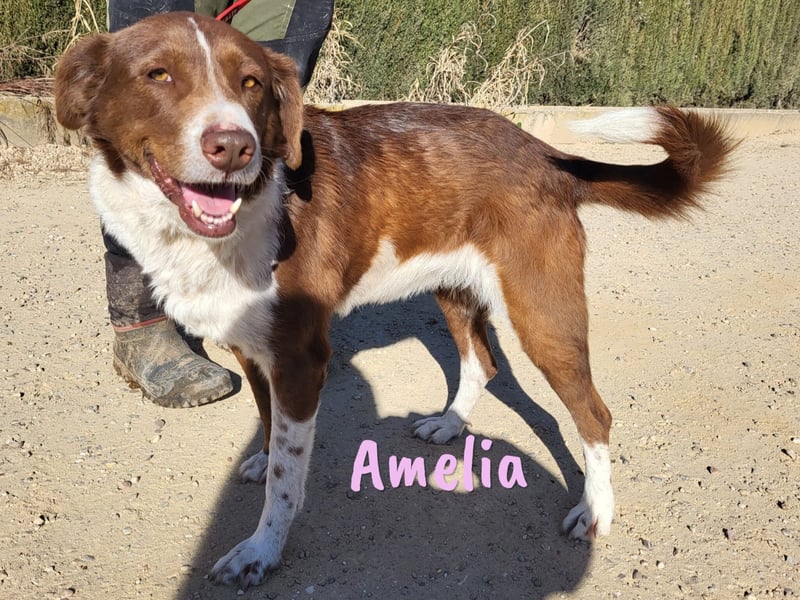 Amelia 08/2018 (ESP) - bezaubernde, ausgeglichene und soziale Hütehund-Mix Hündin!