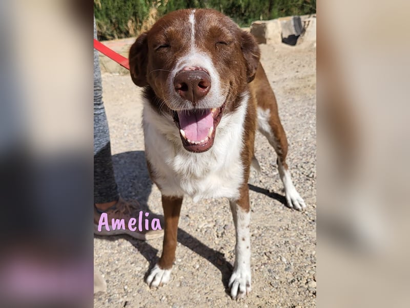 Amelia 08/2018 (ESP) - bezaubernde, ausgeglichene und soziale Hütehund-Mix Hündin!