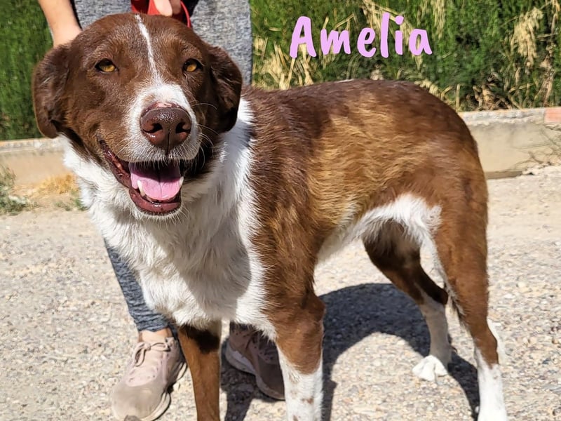 Amelia 08/2018 (ESP) - bezaubernde, ausgeglichene und soziale Hütehund-Mix Hündin!