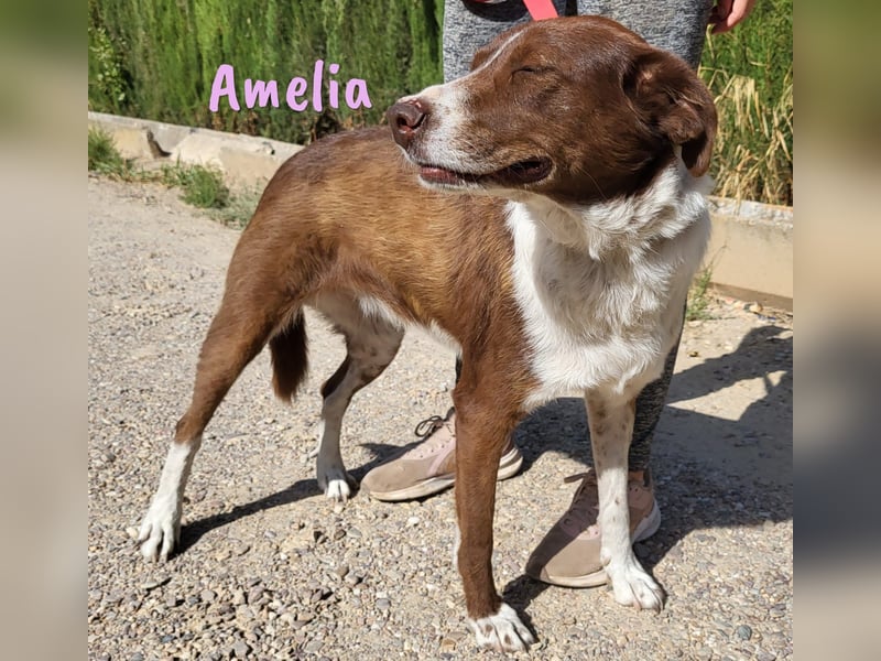 Amelia 08/2018 (ESP) - bezaubernde, ausgeglichene und soziale Hütehund-Mix Hündin!
