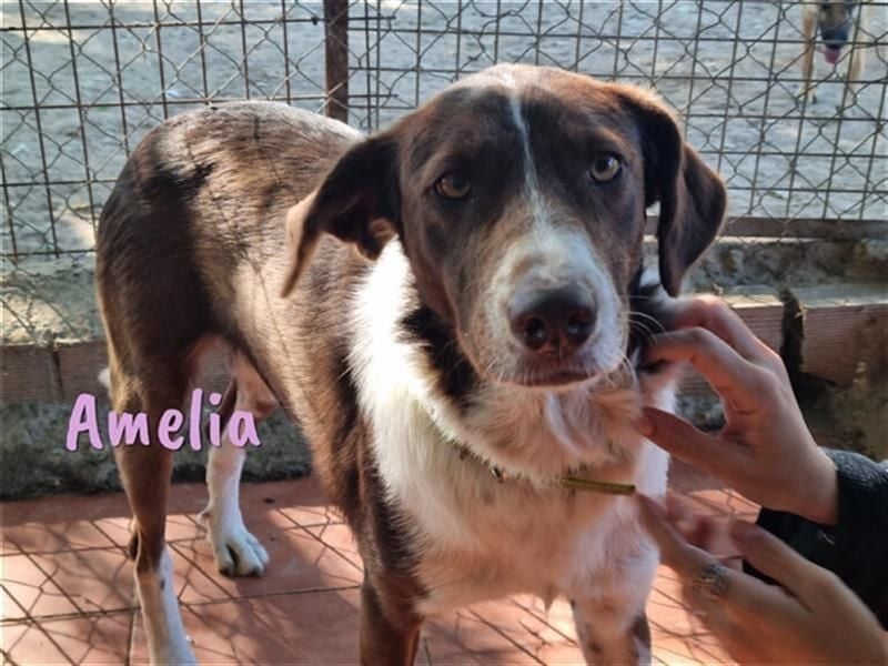 Amelia 08/2018 (ESP) - bezaubernde, ausgeglichene und soziale Hütehund-Mix Hündin!