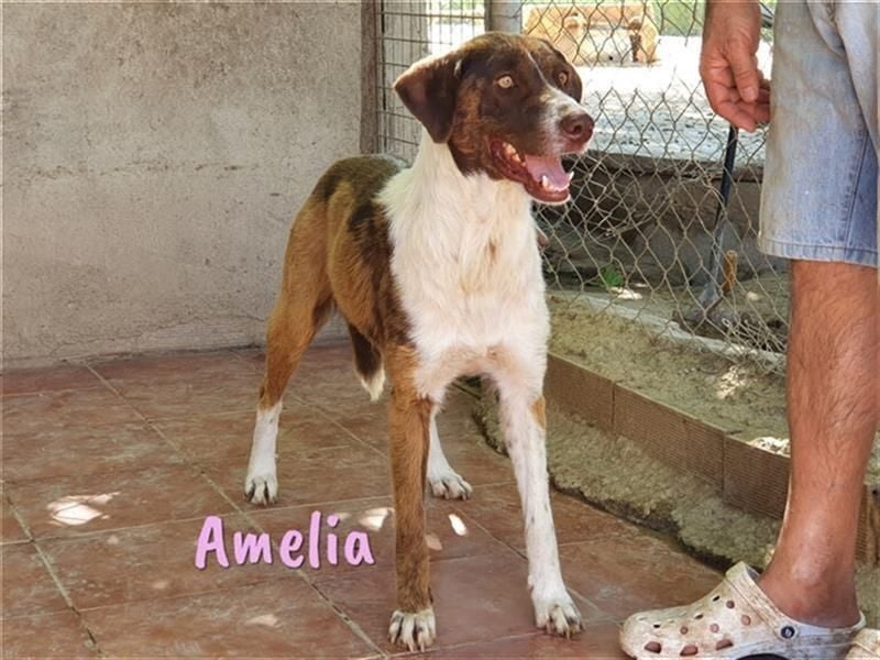 Amelia 08/2018 (ESP) - bezaubernde, ausgeglichene und soziale Hütehund-Mix Hündin!