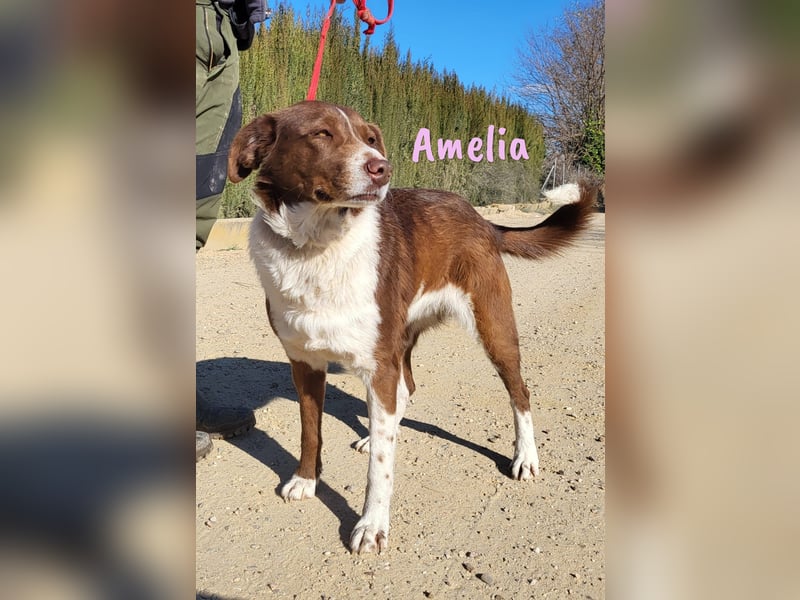 Amelia 08/2018 (ESP) - bezaubernde, ausgeglichene und soziale Hütehund-Mix Hündin!