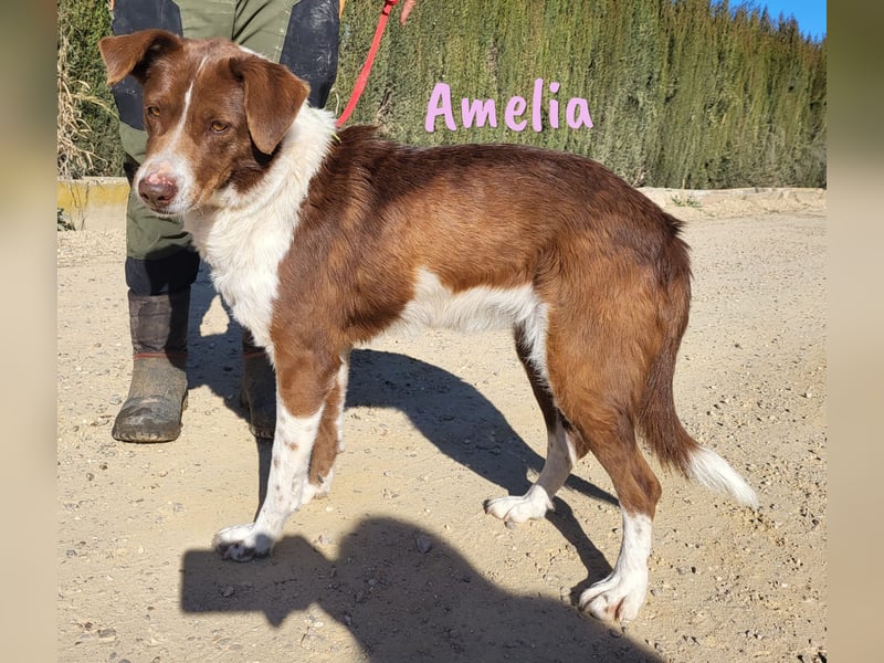 Amelia 08/2018 (ESP) - bezaubernde, ausgeglichene und soziale Hütehund-Mix Hündin!