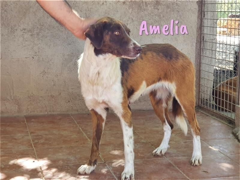 Amelia 08/2018 (ESP) - bezaubernde, ausgeglichene und soziale Hütehund-Mix Hündin!
