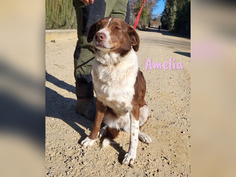 Amelia 08/2018 (ESP) - bezaubernde, ausgeglichene und soziale Hütehund-Mix Hündin!