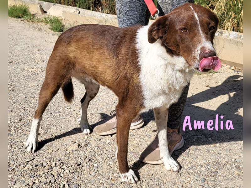 Amelia 08/2018 (ESP) - bezaubernde, ausgeglichene und soziale Hütehund-Mix Hündin!