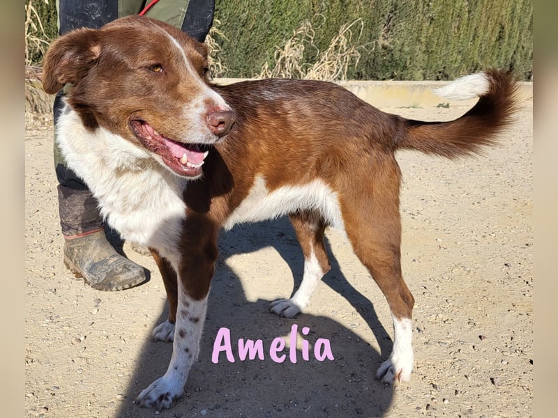 Amelia 08/2018 (ESP) - bezaubernde, ausgeglichene und soziale Hütehund-Mix Hündin!