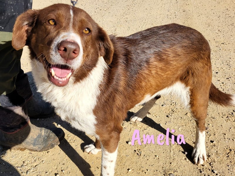 Amelia 08/2018 (ESP) - bezaubernde, ausgeglichene und soziale Hütehund-Mix Hündin!