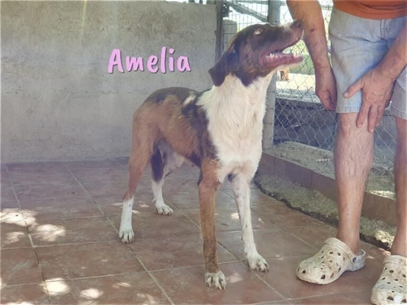 Amelia 08/2018 (ESP) - bezaubernde, ausgeglichene und soziale Hütehund-Mix Hündin!