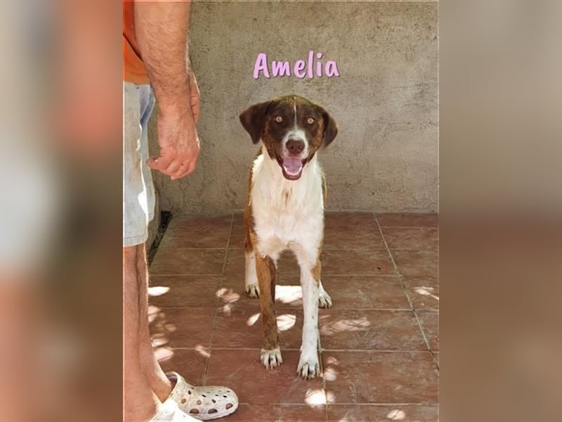 Amelia 08/2018 (ESP) - bezaubernde, ausgeglichene und soziale Hütehund-Mix Hündin!
