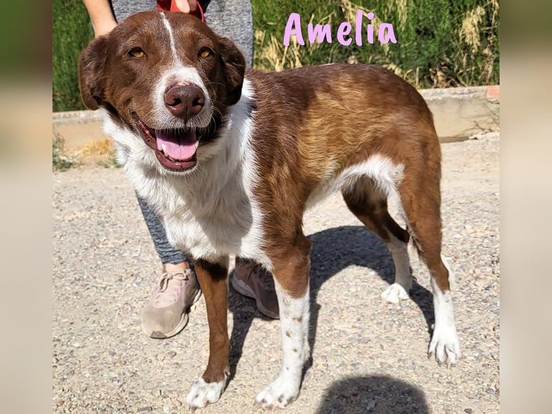 Amelia 08/2018 (ESP) - bezaubernde, ausgeglichene und soziale Hütehund-Mix Hündin!