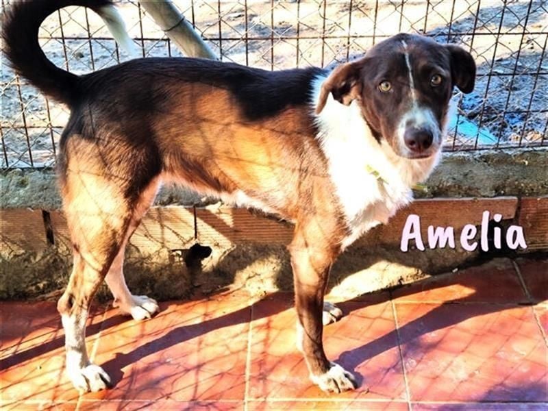 Amelia 08/2018 (ESP) - bezaubernde, ausgeglichene und soziale Hütehund-Mix Hündin!