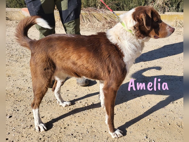 Amelia 08/2018 (ESP) - bezaubernde, ausgeglichene und soziale Hütehund-Mix Hündin!