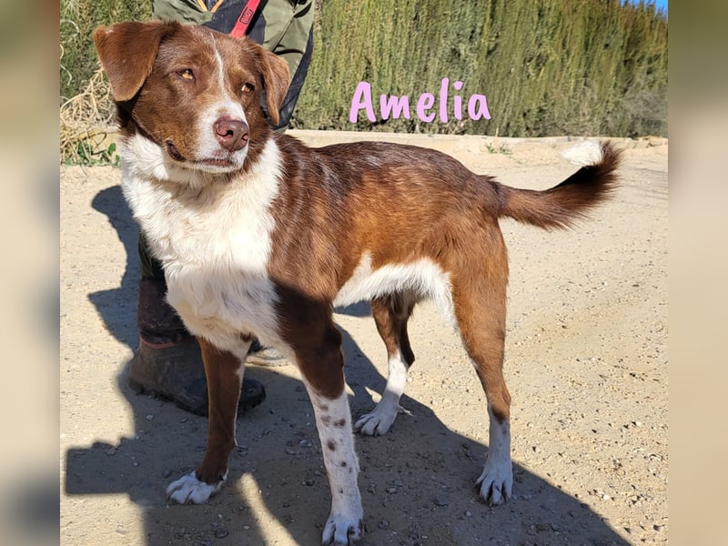 Amelia 08/2018 (ESP) - bezaubernde, ausgeglichene und soziale Hütehund-Mix Hündin!