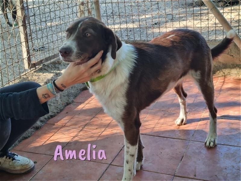 Amelia 08/2018 (ESP) - bezaubernde, ausgeglichene und soziale Hütehund-Mix Hündin!