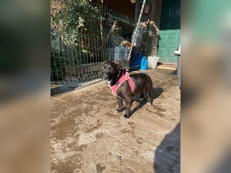 Pebbles - unsere kleine Wirbelmaus
