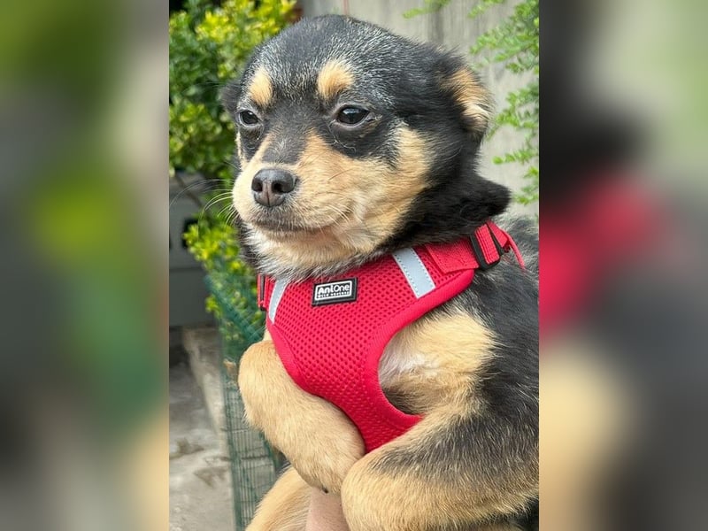 Kira - Kleine Hundedame mit großen Augen sucht ihr Zuhause!