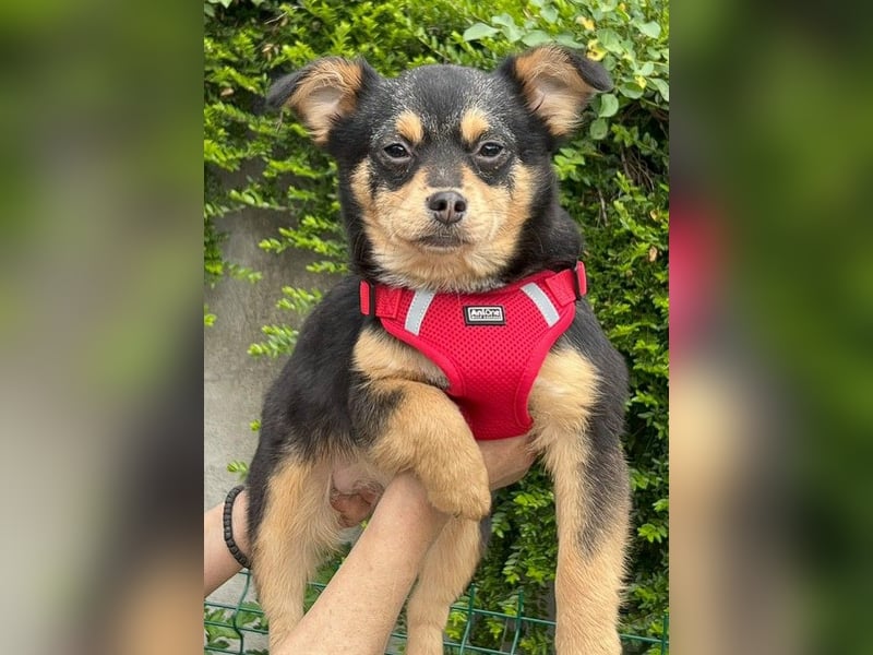 Kira - Kleine Hundedame mit großen Augen sucht ihr Zuhause!