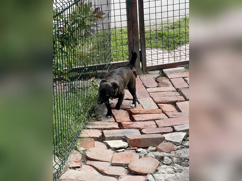 Pebbles - unsere kleine Wirbelmaus