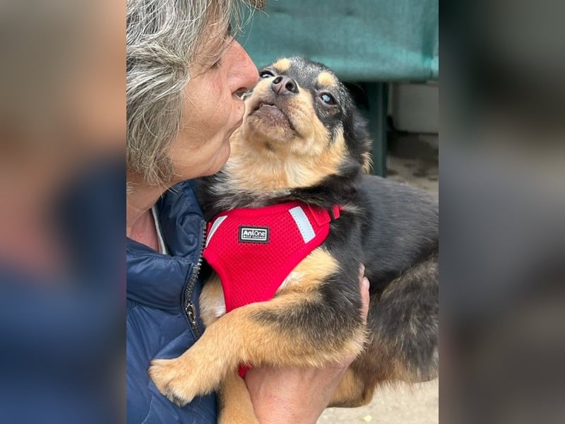Kira - Kleine Hundedame mit großen Augen sucht ihr Zuhause!