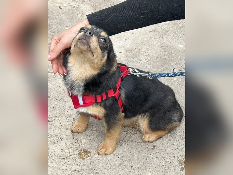 Kira - Kleine Hundedame mit großen Augen sucht ihr Zuhause!