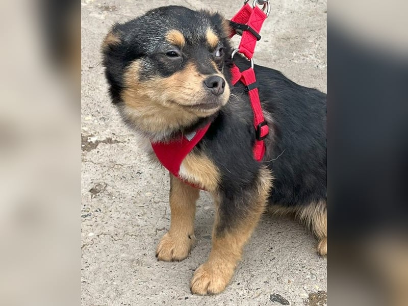Kira - Kleine Hundedame mit großen Augen sucht ihr Zuhause!