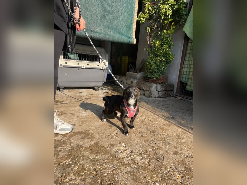 Pebbles - unsere kleine Wirbelmaus