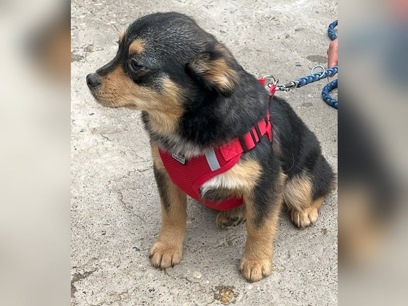 Kira - Kleine Hundedame mit großen Augen sucht ihr Zuhause!