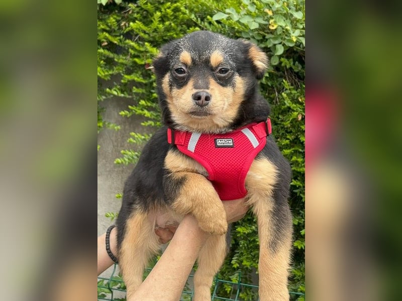 Kira - Kleine Hundedame mit großen Augen sucht ihr Zuhause!