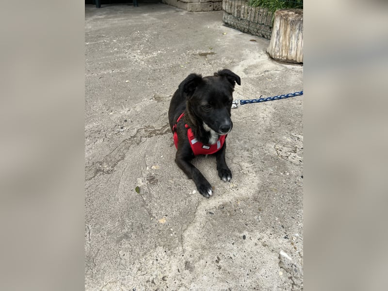 Pebbles - unsere kleine Wirbelmaus