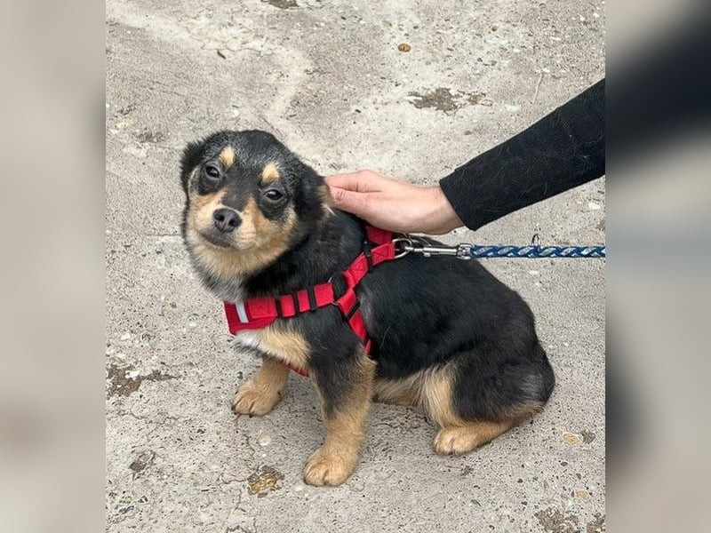 Kira - Kleine Hundedame mit großen Augen sucht ihr Zuhause!