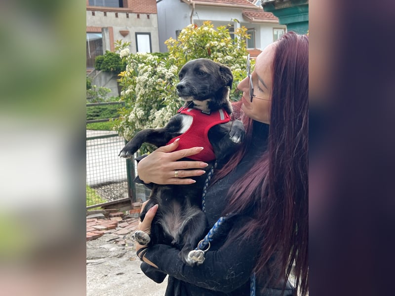 Pebbles - unsere kleine Wirbelmaus