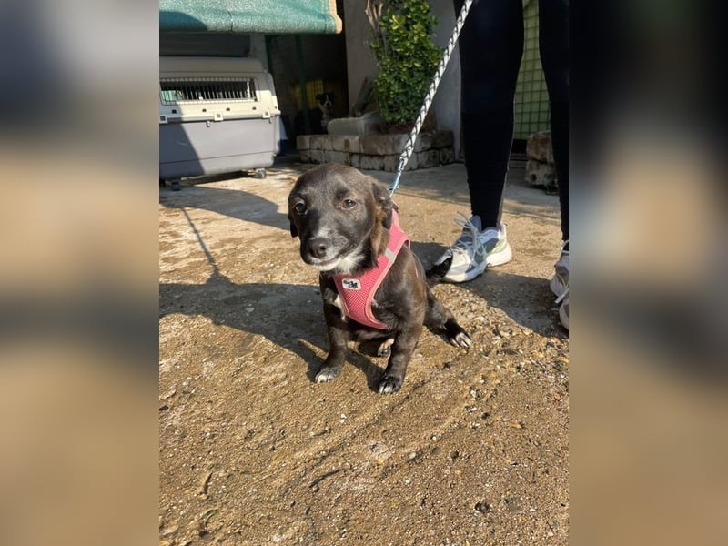 Pebbles - unsere kleine Wirbelmaus