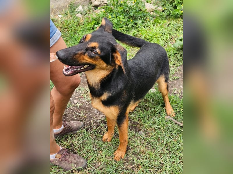 Dixie sucht eine liebe Familie!