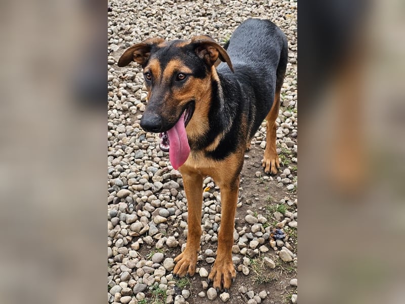Dina sucht ein Zuhause!