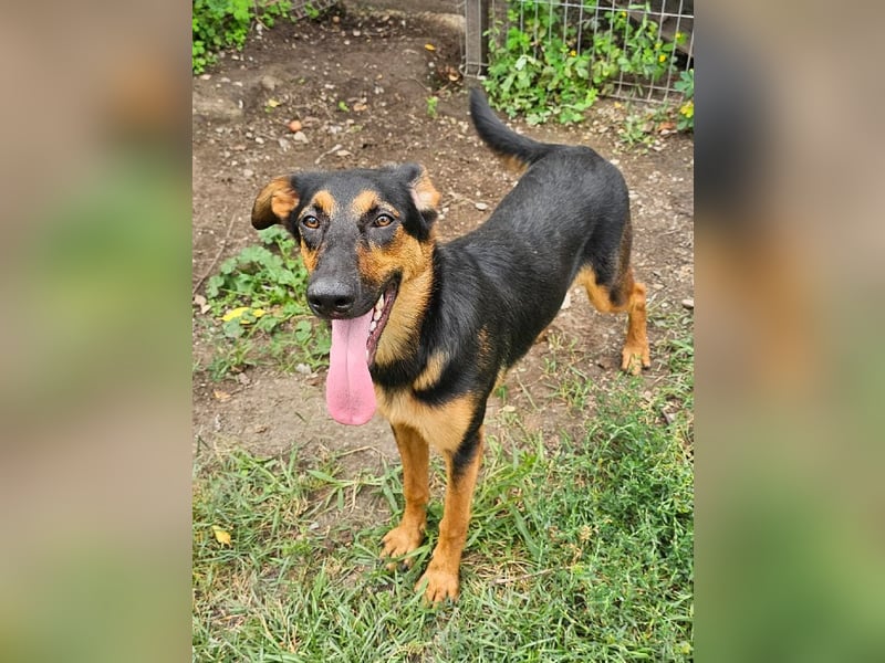 Dixie sucht eine liebe Familie!