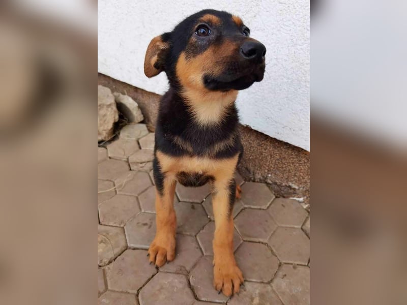 Dina sucht ein Zuhause!