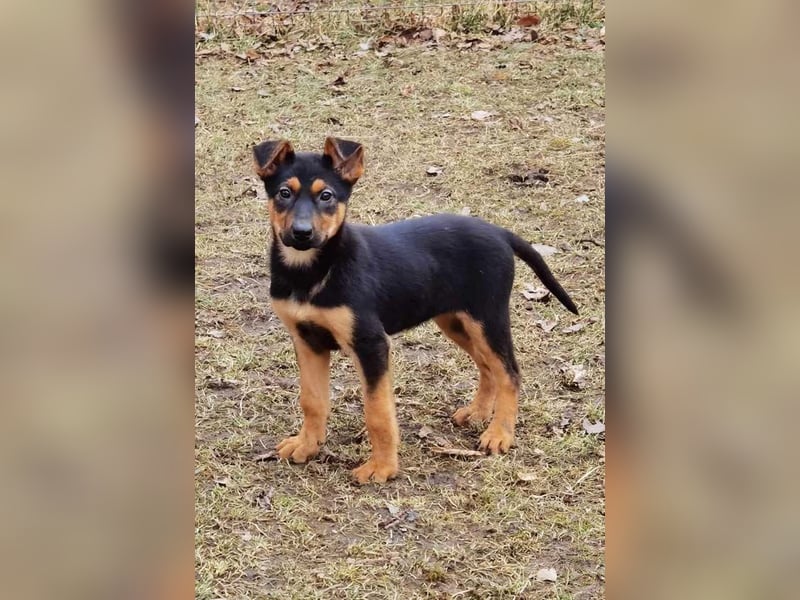 Dina sucht ein Zuhause!