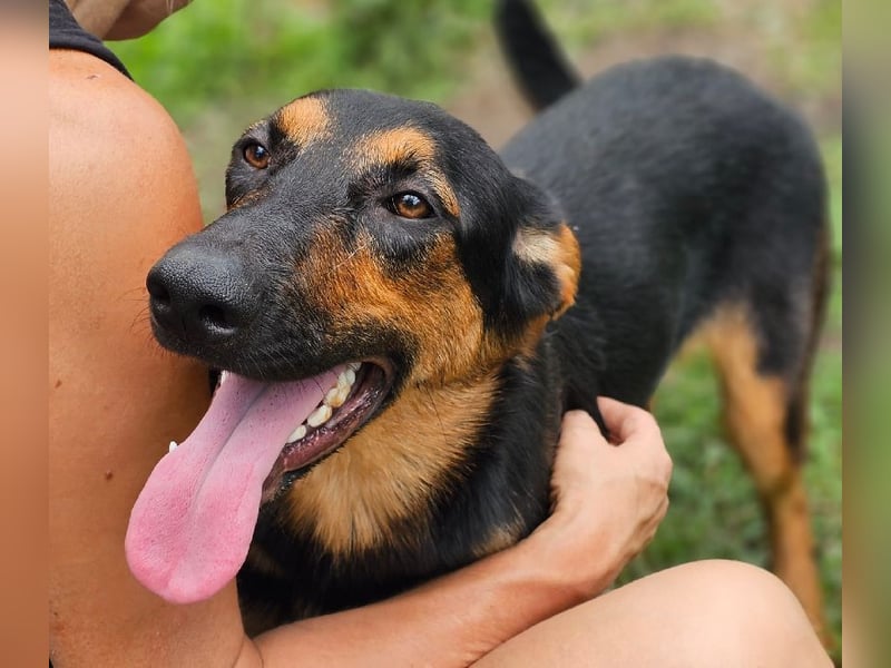 Dixie sucht eine liebe Familie!