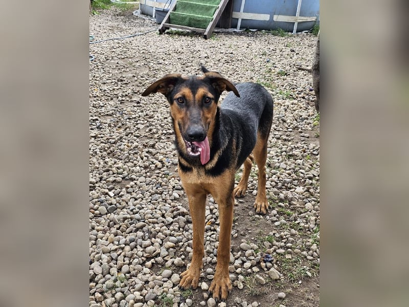 Dina sucht ein Zuhause!