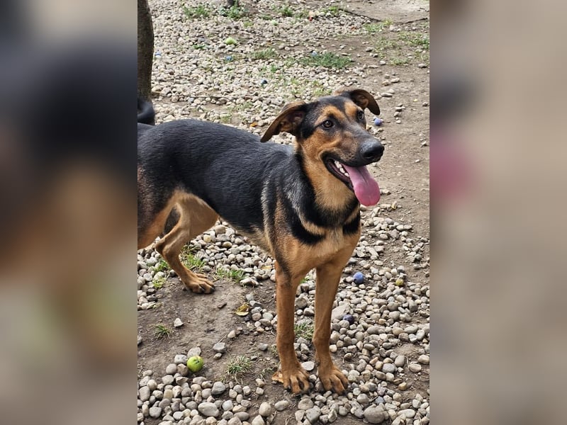 Dina sucht ein Zuhause!