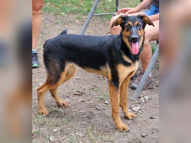 Dixie sucht eine liebe Familie!