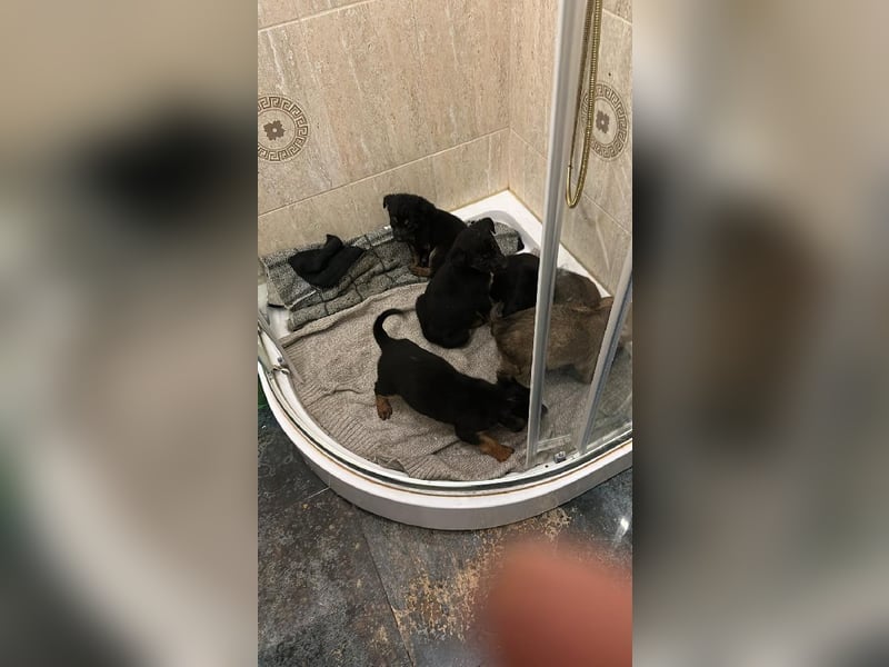 Diana sucht ihr Für-Immer-Zuhause