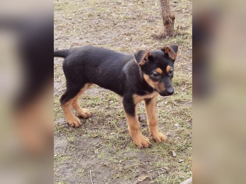 Dina sucht ein Zuhause!