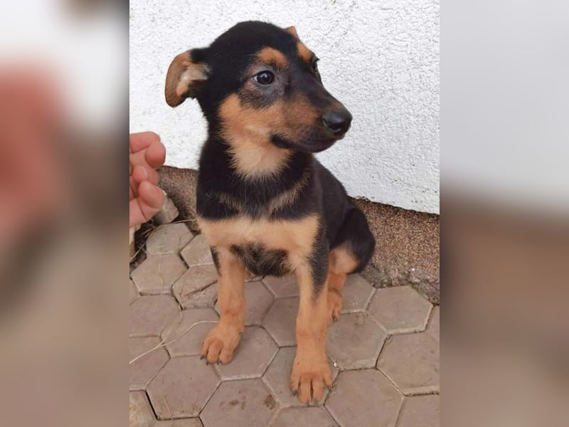 Dina sucht ein Zuhause!
