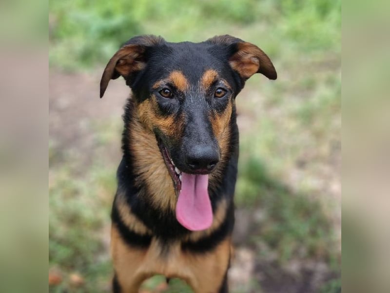 Dixie sucht eine liebe Familie!
