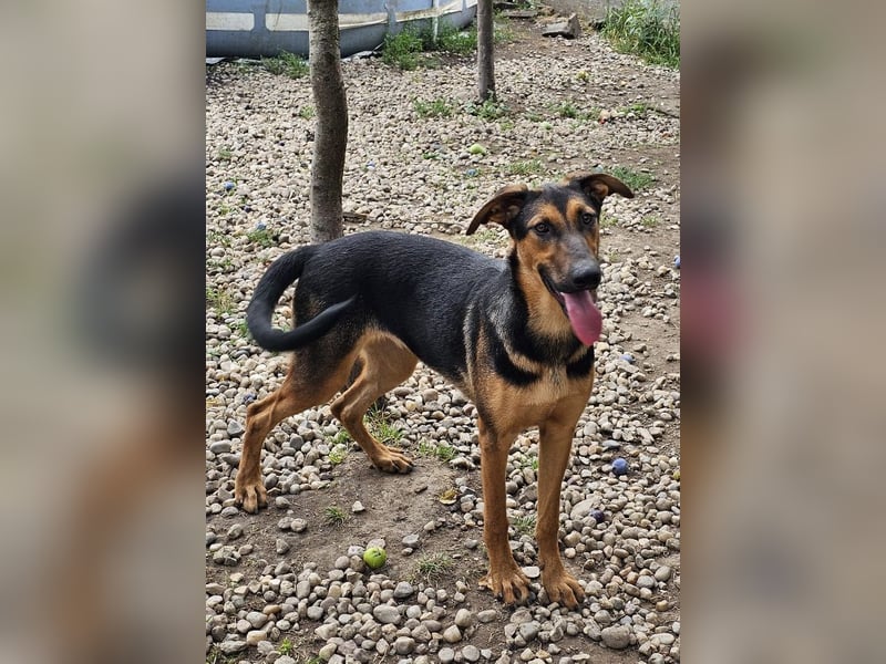 Dina sucht ein Zuhause!