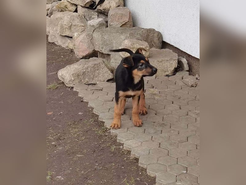 Dina sucht ein Zuhause!